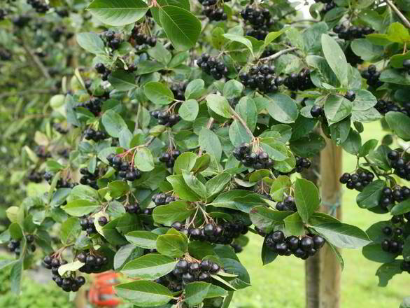  Aronia Na Pniu 'Photinia' Wielkoowocowa  - zdjęcie główne