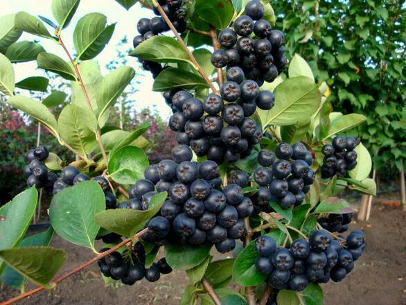  Aronia Na Pniu 'Photinia' Galicjanka - zdjęcie główne