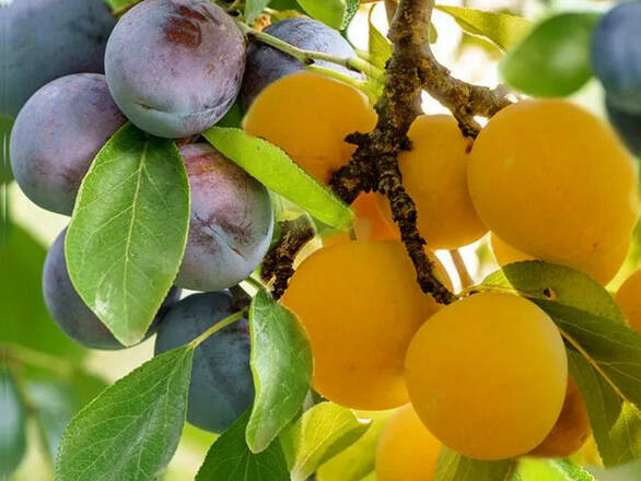 Śliwa Duo Mezo 'Prunus' Ulena - Prezydent - zdjęcie główne