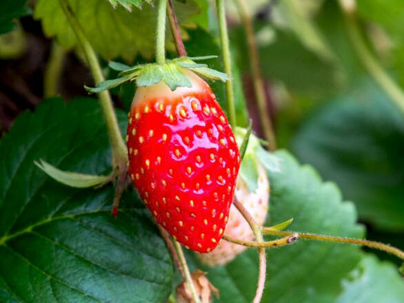 Poziomka 'Fragaria vesca L' Regina - zdjęcie główne