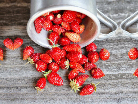 Poziomka 'Fragaria vesca L' Leśna - zdjęcie główne