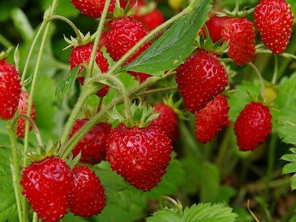  Poziomka 'Fragaria vesca L' Rugia - zdjęcie główne