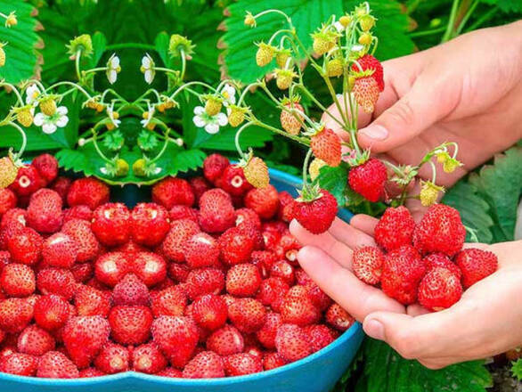 Poziomka 'Fragaria vesca L' Baron Solemacher - zdjęcie główne