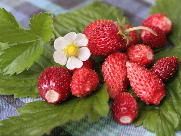 Poziomka 'Fragaria vesca L' Bezrozłogowa - zdjęcie główne