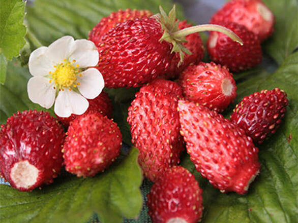 Poziomka 'Fragaria vesca L' Attila - zdjęcie główne