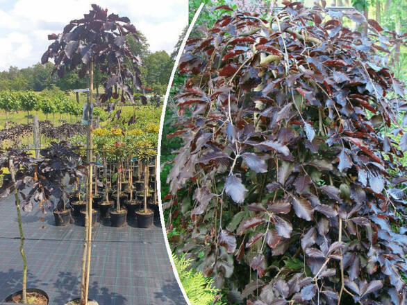  Buk  'Fagus' Szczepiony Na Pniu Pendula - zdjęcie główne