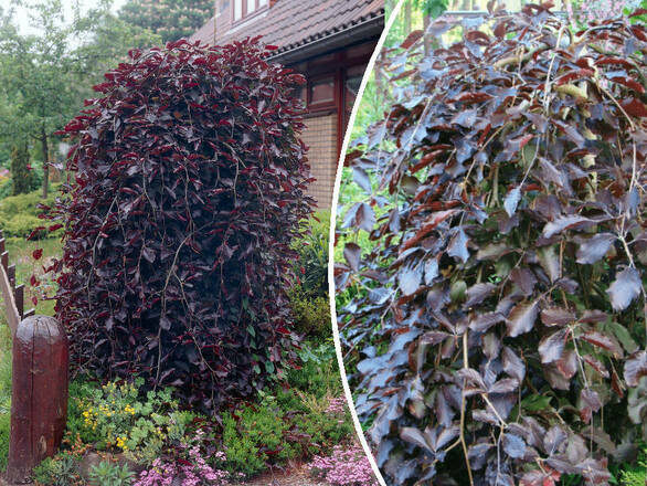  Buk  'Fagus' Szczepiony Na Pniu Purpurea Pendula  - zdjęcie główne