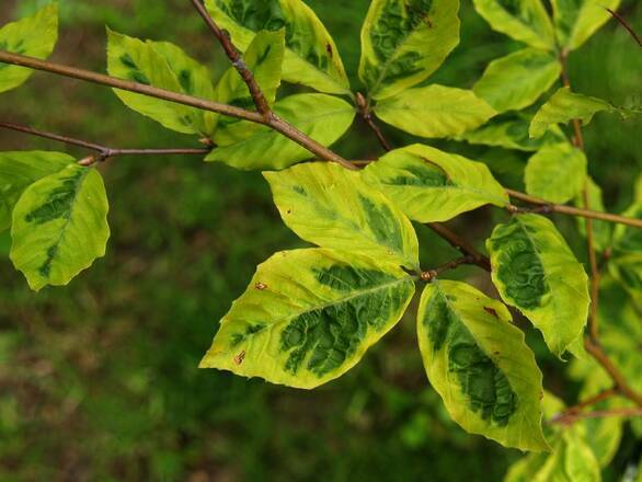  Buk  'Fagus' Szczepiony Na Pniu Bicolor Sartini - zdjęcie główne