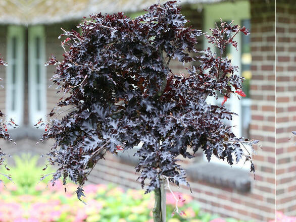  Buk  'Fagus' Szczepiony Na Pniu Rohan Weeping - zdjęcie główne