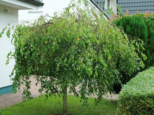 Brzoza Szczepiona Na Pniu 'Betula pendula' Yongii - zdjęcie główne