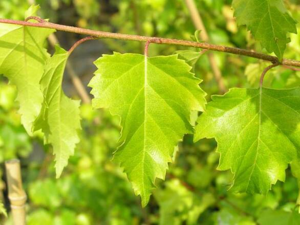  Brzoza Szczepiona Na Pniu 'Betula pendula'  Golden Cloud - zdjęcie główne