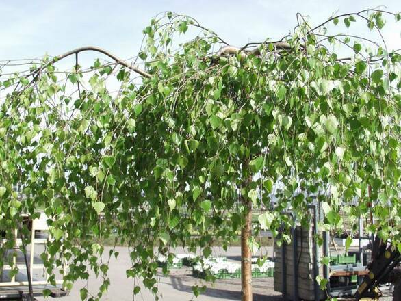  Brzoza Szczepiona Na Pniu 'Betula pendula'  120-140cm. - zdjęcie główne