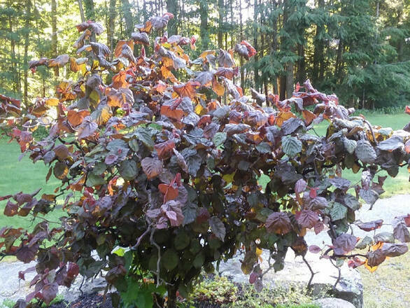  Leszczyna  Na Pniu 'Corylus'  Purpurea Pendula - zdjęcie główne