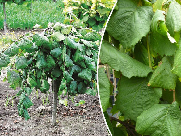  Leszczyna  Na Pniu 'Corylus'  Avellana Pendula - zdjęcie główne