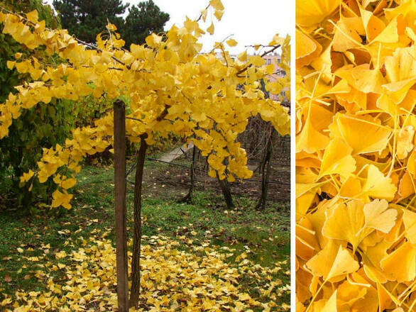Miłorząb GINKGO GILOBA Na Pniu Pendula - zdjęcie główne