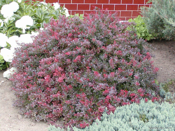  Berberys 'Berberis'  Atropurpurea Nana - zdjęcie główne