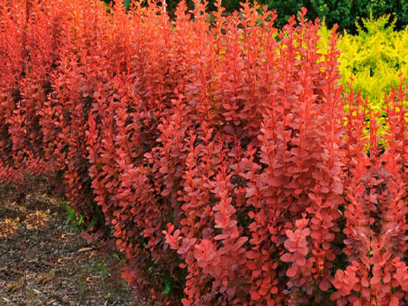  Berberys 'Berberis'  Erecta - zdjęcie główne