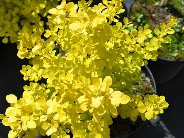  Berberys 'Berberis'  Goldialita - zdjęcie główne