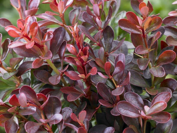  Berberys 'Berberis'  Red Jewel - zdjęcie główne