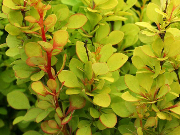  Berberys 'Berberis'  Sunsation - zdjęcie główne