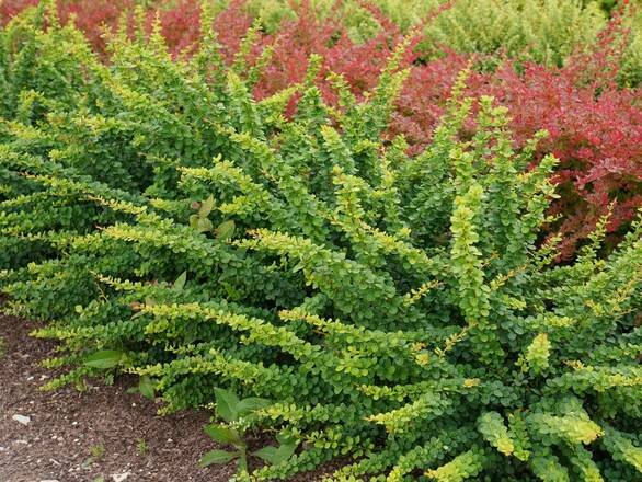  Berberys 'Berberis'  Green Ornament - zdjęcie główne