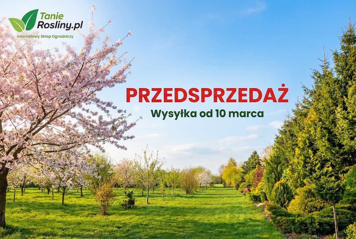 Popup grudzień 2025